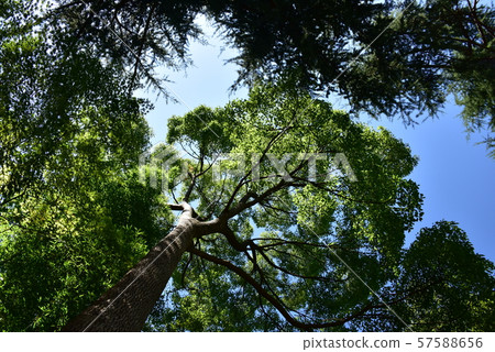 A large cous tree in a residential area (looking up) 57588656