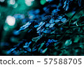 hydrangea   57588705