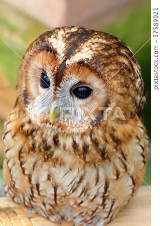 Mori owl Mori owl 57589921