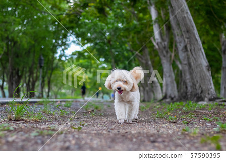 puppy dog, poodle terrier walking on park, Cute puppy dog, poodle terrier walking on park, Cute 57590395