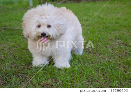 Toy poodle store with long hair