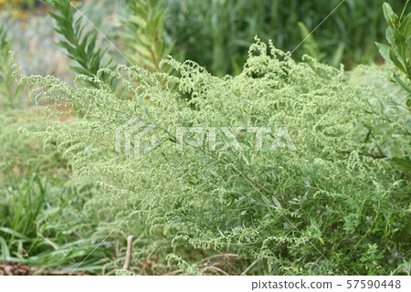 Wormwood Flower 57590448