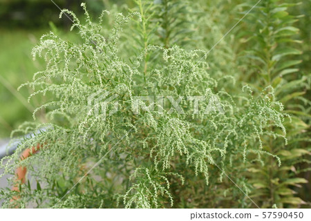 艾草花 57590450