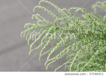 Wormwood Flower 57590451