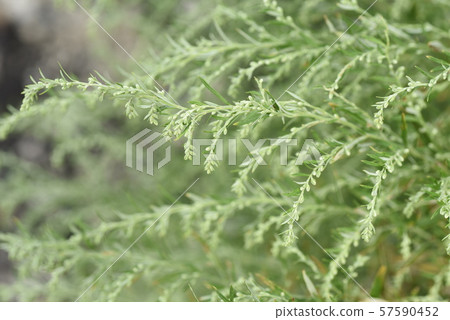 Wormwood Flower 57590452