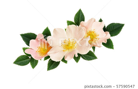 Briar flowers arrangement 57590547