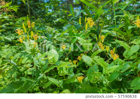 Tamagawa Hototogis: Tsugaike Kogen Otari-mura, Kitazumi-gun 57590638