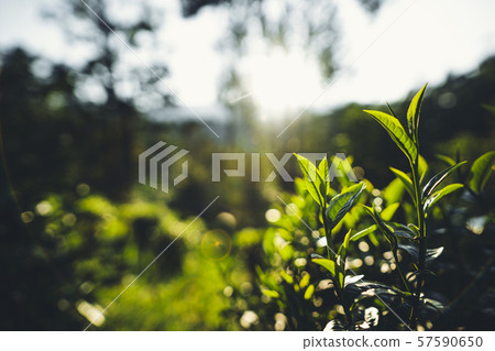Tea leaves in the evening garden Tea leaves in the evening garden 57590650