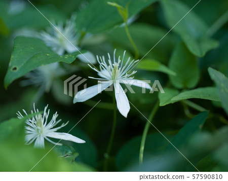 白參和美麗的人參 白參和美麗的人參 57590810