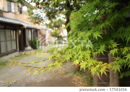 秋天的樹葉 秋天的樹葉 57591056