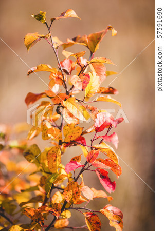 Photo of autumn leaves on blurred background Photo of autumn leaves on blurred background 57591690