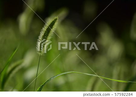 Grass of grasshopper Grass of grasshopper 57592284