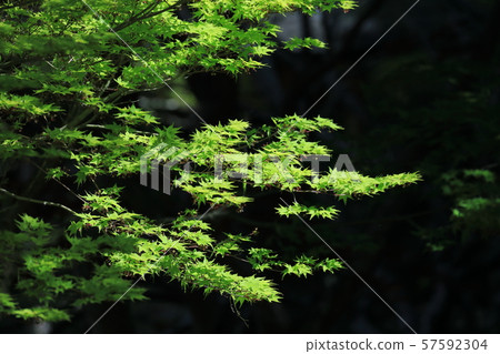 廣島縣三原市Sankeien 廣島縣三原市Sankeien 57592304