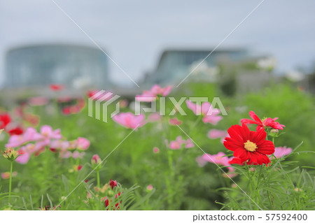 Flowers Flowers 57592400