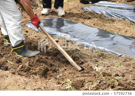 Lettuce cultivation / kitchen garden Lettuce cultivation / kitchen garden 57592736