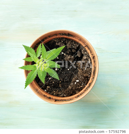 Growing cannabis at home. A young hemp plant in a pot, square overhead shot on a teal blue 57592796