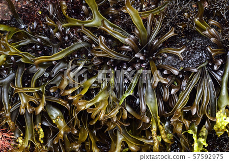 Ibotsunomata 57592975