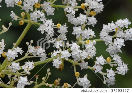 Wild grass Wild grass 57593137