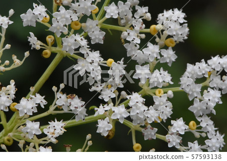 Wild grass Wild grass 57593138