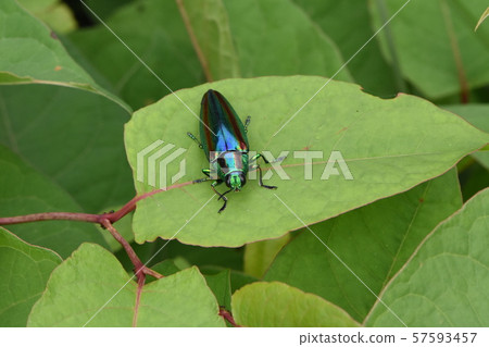 Yamato Tamamushi 57593457