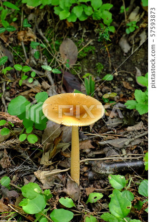 mushroom mushroom 57593873