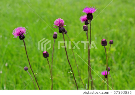 在夏天Ozegahara 57593885