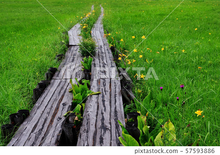 在夏天Ozegahara 57593886