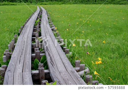 At summer Ozegahara 57593888