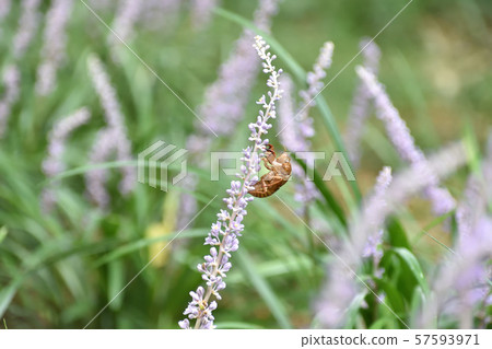 Cicada shell 57593971