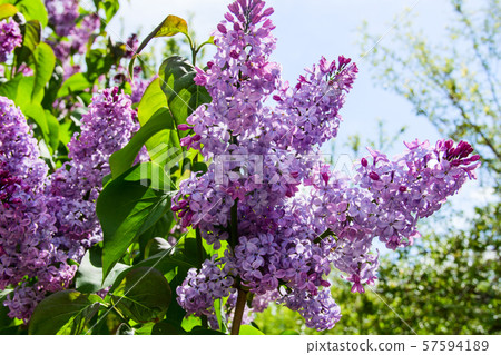 lilac branch on a background of green leaves and lilac branch on a background of green leaves and 57594189