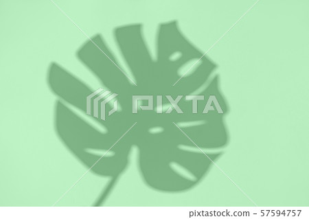 Neo mint shadow from monstera on the paper. Abstraction. Photo without focus 57594757