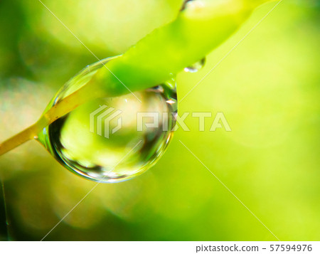 水滴附著在苔蘚上 57594976