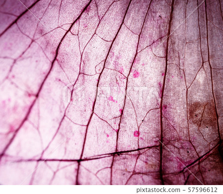 Tissue Microscopic Test 57596612