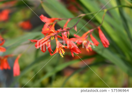 Montbretia Carmin Brilliant Montbretia Carmin Brilliant 57596964