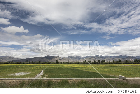 Rapeseed, sky, clouds, fields, tibet, china 57597161