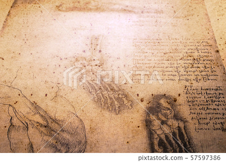 Anatomy Art Drawing 57597386