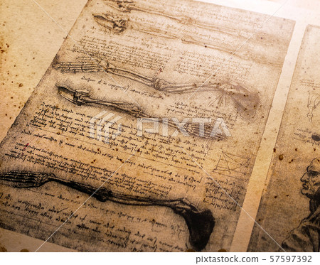 Anatomy Art Drawing 57597392