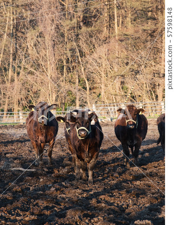 Approaching Kuroge Wagyu beef / Hokkaido ranch 57598148