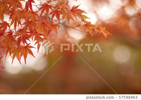 秋葉槭樹秋天 秋葉槭樹秋天 57598463
