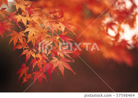 秋葉槭樹秋天 57598464