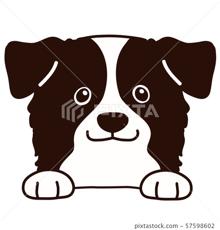 Border collie front face illustration with main line Border collie front face illustration with main line 57598602