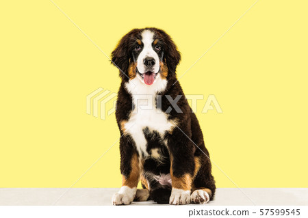 Studio shot of berner sennenhund puppy on yellow studio background 57599545