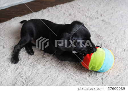 Puppy plays with ball 57600089