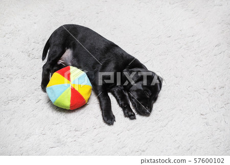 Puppy sleeps with ball 57600102