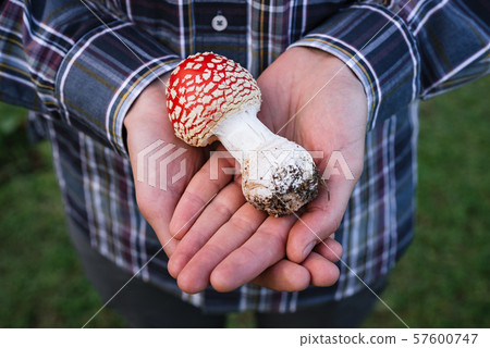Amanita muscaria (red fly agaric) - poisonous 57600747