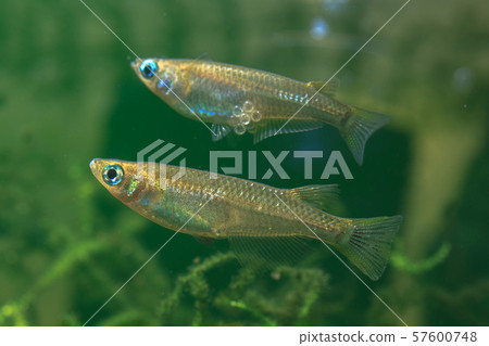Wild medaka couple (with eggs) 57600748