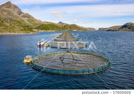Farm salmon fishing in Norway 57600808