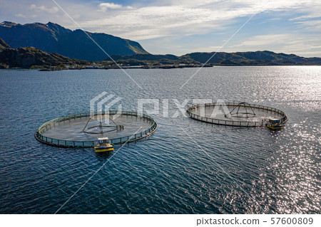 Farm salmon fishing in Norway 57600809