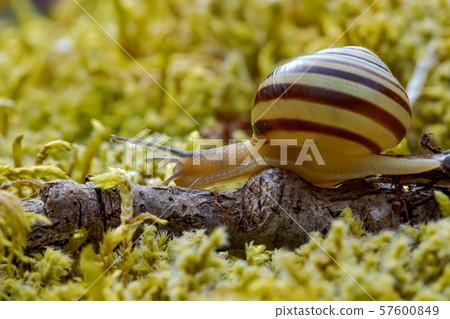 Snail slowly creeping along super macro close-up 57600849