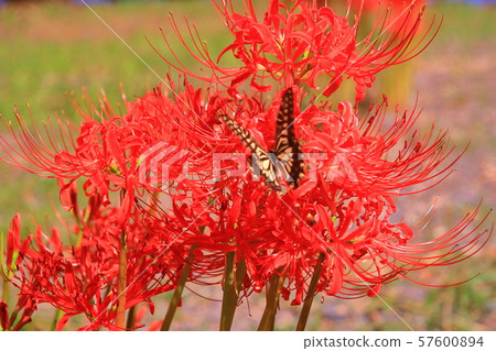 Butterfly dances on cluster amaryllis in Katsurahama park (Imazu, Takashima City) Butterfly dances on cluster amaryllis in Katsurahama park (Imazu, Takashima City) 57600894